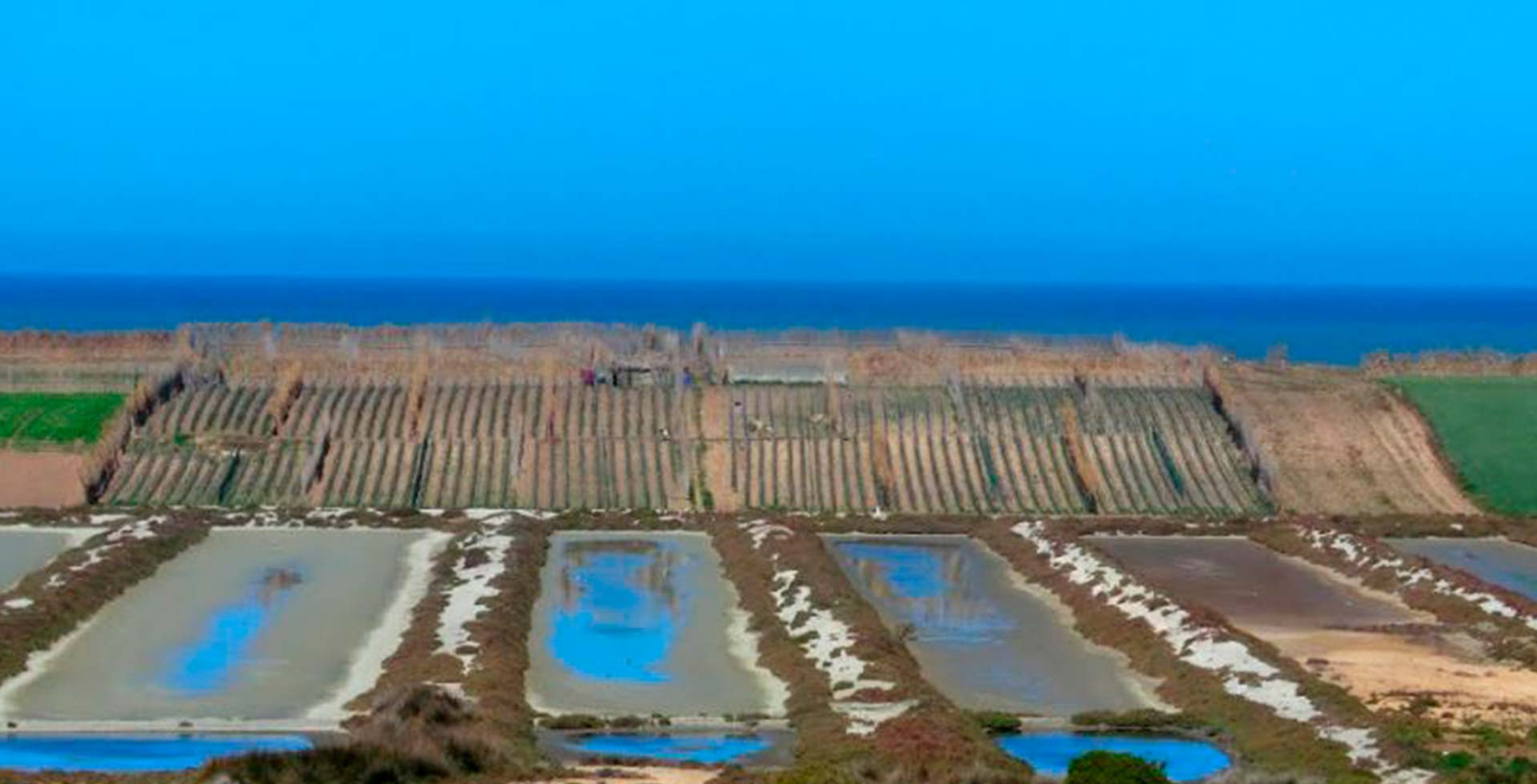 jadida